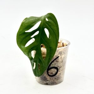 Monstera Adansonii Variegata “Japanese Tricolor” (Bouture 6)