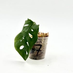 Monstera Adansonii Variegata “Japanese Tricolor” (Bouture 7)