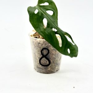 Monstera Adansonii Variegata “Japanese Tricolor” (Bouture 8)
