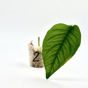 Monstera Siltepecana El Salvador (Bouture 2)