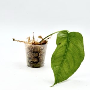 Monstera Siltepecana El Salvador (Bouture 3)