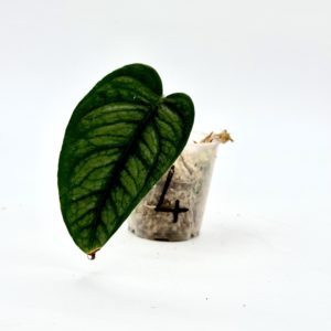Monstera Siltepecana El Salvador (Bouture 4)