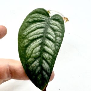 Monstera Siltepecana El Salvador (Bouture 5)