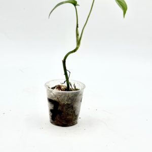 Monstera Siltepecana El Salvador (Bouture 7)