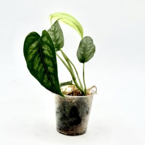Monstera Siltepecana El Salvador (Bouture 9)
