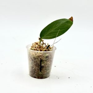 Monstera Sp. Velvet Peru (Bouture 1)