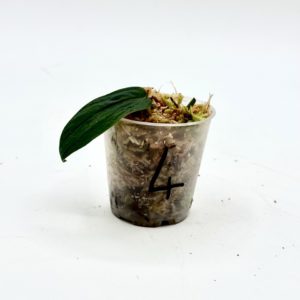 Monstera Sp. Velvet Peru (Bouture 4)