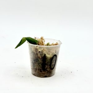 Monstera Sp. Velvet Peru (Bouture 10)
