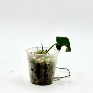 Monstera Sp. Velvet Peru (Bouture 11)