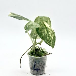 Scindapsus Halimoon (Bouture 4)