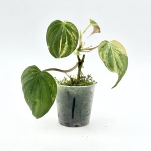 Philodendron Micans Variegata (Bouture 1)