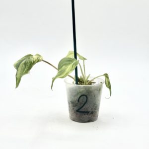 Philodendron Micans Variegata (Bouture 2)