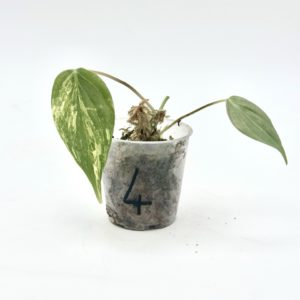 Philodendron Micans Variegata (Bouture 4)