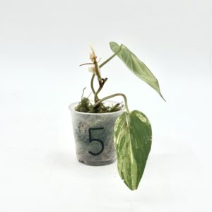 Philodendron Micans Variegata (Bouture 5)