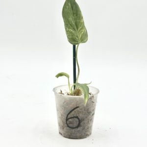Philodendron Micans Variegata (Bouture 6)