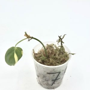 Philodendron Micans Variegata (Bouture 7)