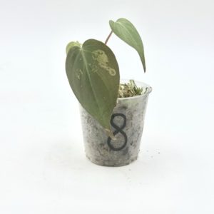 Philodendron Micans Variegata (Bouture 8)