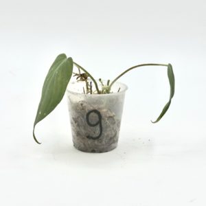 Philodendron Micans Variegata (Bouture 9)
