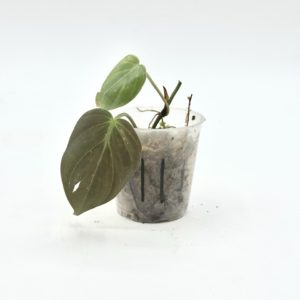 Philodendron Micans Variegata (Bouture 11)