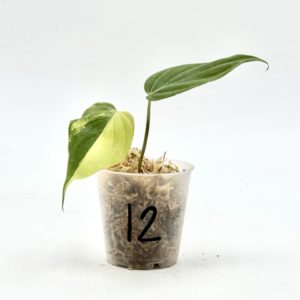 Philodendron Micans Variegata (Bouture 12)