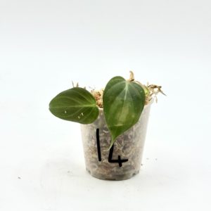 Philodendron Micans Variegata (Bouture 14)
