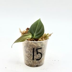 Philodendron Micans Variegata (Bouture 15)