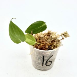 Philodendron Micans Variegata (Bouture 16)