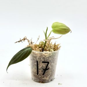 Philodendron Micans Variegata (Bouture 17)