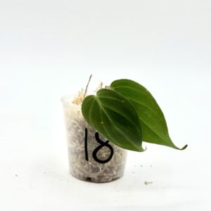Philodendron Micans Variegata (Bouture 18)