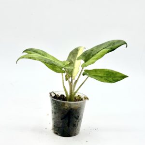 Alocasia Lauterbachiana Variegata (Bouture 1)