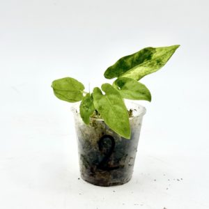Alocasia Lauterbachiana Variegata (Bouture 2)
