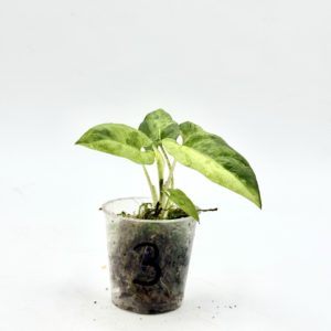 Alocasia Lauterbachiana Variegata (Bouture 3)