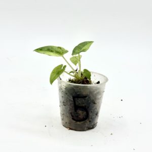 Alocasia Lauterbachiana Variegata (Bouture 5)
