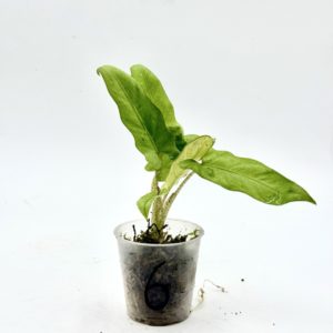 Alocasia Lauterbachiana Variegata (Bouture 6)