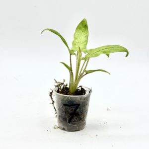Alocasia Lauterbachiana Variegata (Bouture 7)