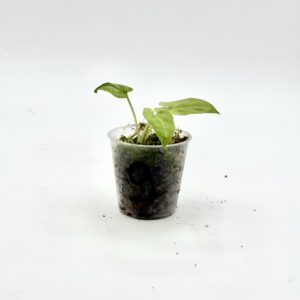 Alocasia Lauterbachiana Variegata (Bouture 9)