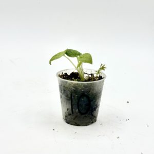 Alocasia Lauterbachiana Variegata (Bouture 10)