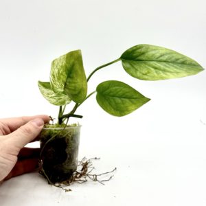 Epipremnum Pinnatum Marble Variegata (Bouture 3)