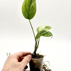 Epipremnum Pinnatum Marble Variegata (Bouture 4)