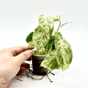 Epipremnum Pinnatum Marble Variegata (Bouture 5)