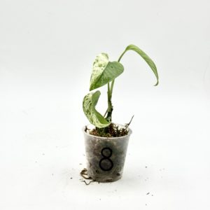 Epipremnum Pinnatum Marble Variegata (Bouture 8)