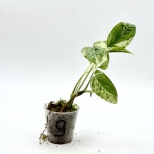 Epipremnum Pinnatum Marble Variegata (Bouture 9)