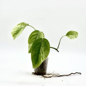 Epipremnum Pinnatum Marble Variegata (Bouture 11)