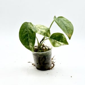 Epipremnum Pinnatum Marble Variegata (Bouture 12)