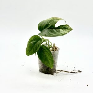 Epipremnum Pinnatum Marble Variegata (Bouture 13)