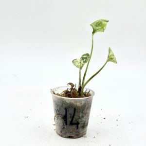 Epipremnum Pinnatum Marble Variegata (Bouture 14)