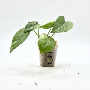 Epipremnum Pinnatum Marble Variegata (Bouture 15)