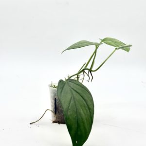Monstera Dissecta (Bouture 1)