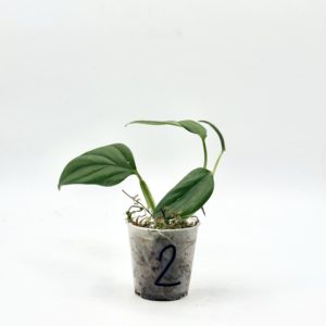 Monstera Dissecta (Bouture 2)