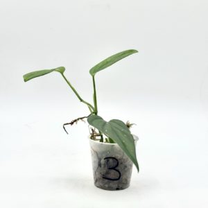 Monstera Dissecta (Bouture 3)